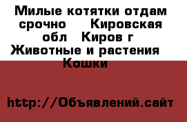Милые котятки отдам срочно.. - Кировская обл., Киров г. Животные и растения » Кошки   